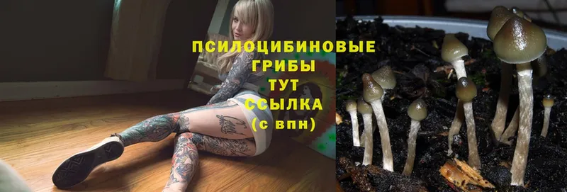 дарнет шоп  Ардон  Галлюциногенные грибы Magic Shrooms 